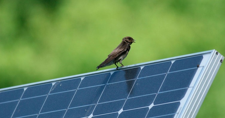 Bird Proofing